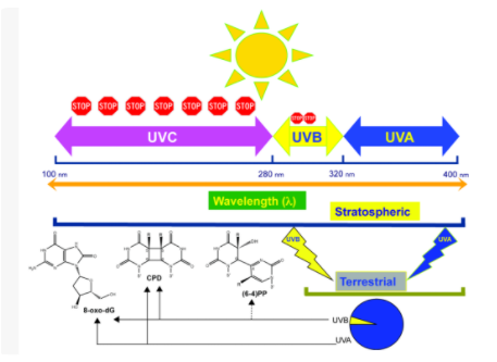 Lepower I UVA LED UV light source Technology Innovation Application field!